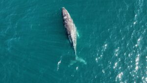whale Spot in Baja California Sur
