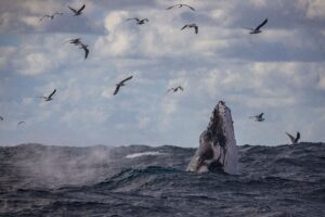whale Spot in Baja California Sur